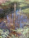 Forêt d'Eawy (Mare)