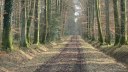Basse Forêt d'Eu (Cateliers)