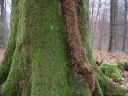 Basse Forêt d'Eu (Tronc)