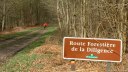 Forêt de Lyons (Route forestière)