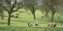 Quincampoix-Fleuzy (Moutons)