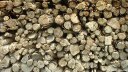 Catenay (Tas de Bois)
