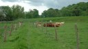 Tourville les Ifs (Sentier 1)