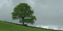 Tourville les Ifs (Arbre)