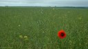 Villiers en Désoeuvre (Coquelicot)