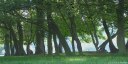 Offranville (Arbres)