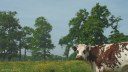 Hautot sur Mer (Vache)