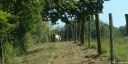 Tourville les Ifs (Vache)