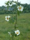 Fleurs d'Eglantines (2)