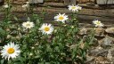 Auzouville sur Ry (Marguerites)