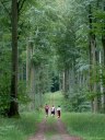 Forêt d'Eawy (Chemin)
