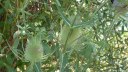 Yville sur Seine (Fleurs 1)
