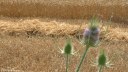Yville sur Seine (Fleurs 2)