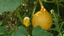 Yville sur Seine (Courge)