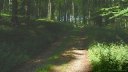 Forêt d'Eu (Route 1)