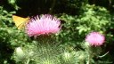 Forêt d'Eu (Papillon)