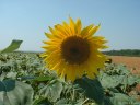Hermes (Tournesol)