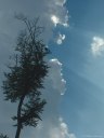 Hez Froidmont (Arbre)