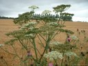 Melleville (Fleurs)
