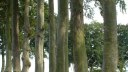 Angiens (Hêtre)