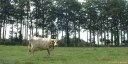 Mesnil Durdent (Vache)