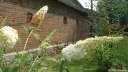 Mesnil Geoffroy (Fleurs)