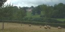 St Denis sur Scie (Moutons)