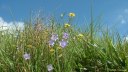 Criquetot sur Longueville (Fleurs 1)