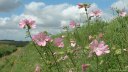 Criquetot sur Longueville (Fleurs 2)