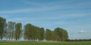 Avremesnil (Arbres)
