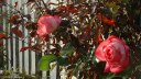 Ouville la Rivière (Roses)