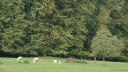 La Gaillarde (Moutons)