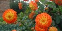 Luneray (Fleurs)
