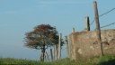 Bracquemont (Arbre)