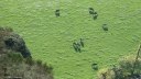 Clécy (Vaches)