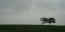 Canville les Deux Eglises (Arbres)