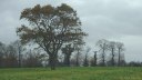 Fultot (Arbre 1)