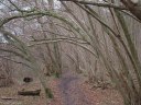 Montville (Arbres courbés)