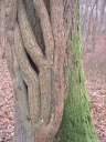 Montville (Lierre)