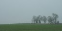 Bosc le Hard (Arbres)