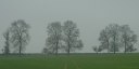 Cailly (Arbres)