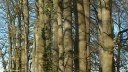 Bosc le Hard (Hêtres)
