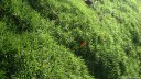 Bosc le Hard (Mousse)