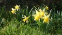 La Chapelle du Bourgay (Jonquilles)