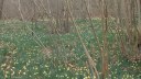 St Crespin (Jonquilles)