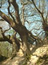 Houlgate (Arbres)