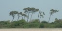 Cayeux sur Mer (Pins)