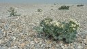Cayeux sur Mer (Chou)