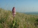 Mesnières en Bray (Orchidée)