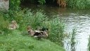 Ponthoile (Canards 1)